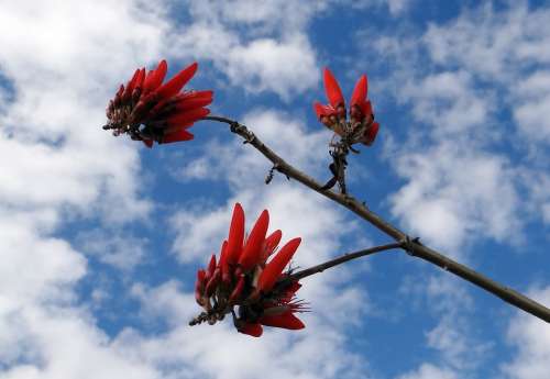 Erythrina Indica Scarlet Flower Coral Tree