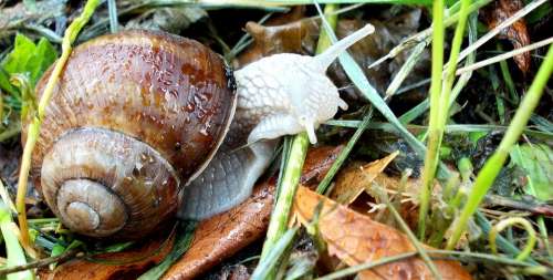 Escargots Animals Nature Mollusk Shell