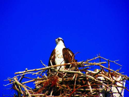 Estero Island Osprey Nest Birds Close-Up Florida