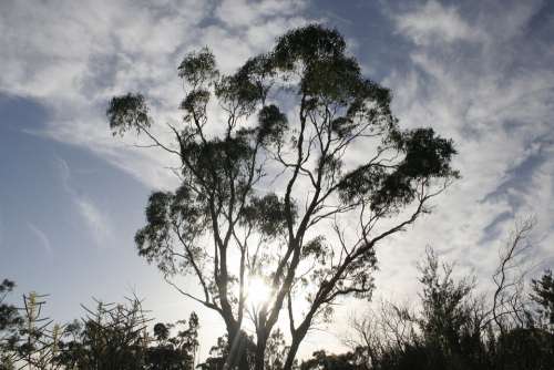 Eucalyptus Tree Leaf Branch Sky Australia Fresh