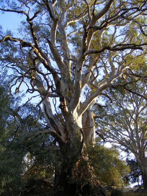 Eucalyptus Tree Rubber Tree Australian Eucalyptus