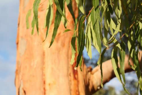 Eucalyptus Tree Leaves Environment Plant