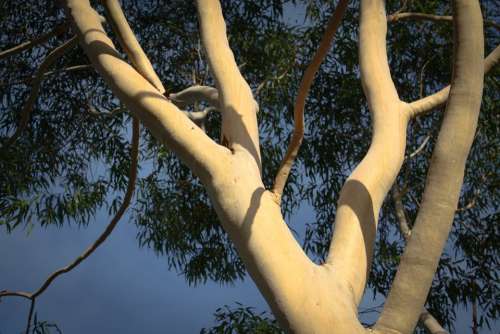 Eucalyptus Tree Branches Nature Trunk