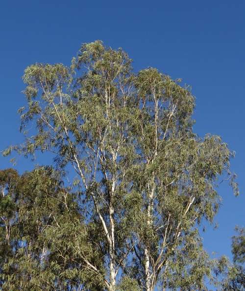 Eucalyptus Tree Tree Nilgiri Tree Sadhankeri