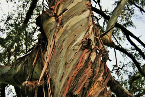 Eucalyptus Tree Tree Trunk Eucalyptus Bark Strips