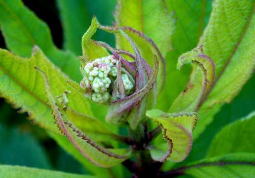 Eupatorium Cannabinum Bud Flower Development Mature