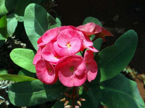 Euphorbia Pink Flower Hubli Nrupatunga Betta India