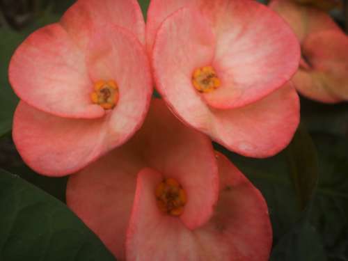 Euphorbia Pink Euphorbiaceae Colorful Flowers