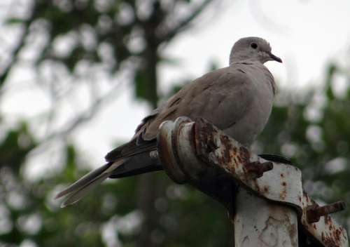Eurasian Collared Dove Streptopelia Decaocto