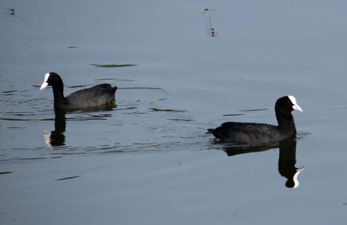 Eurasian Coot Fulica Atra Coot Bird Rallidae