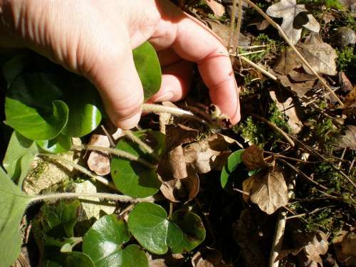 Europaeum Asarum Europaeum Bloom Inconspicuous