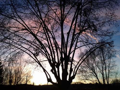 Evening Tree Mood Sky Atmospheric Backlighting
