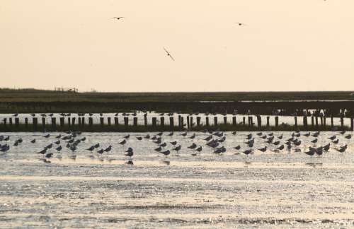 Evening Sky Wadden Sea Watts Sea Birds Gulls