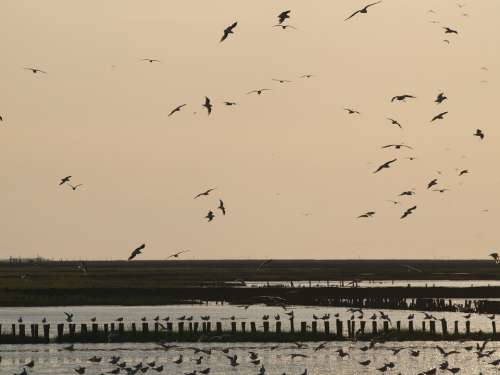 Evening Sky Wadden Sea Birds Sunset North Sea