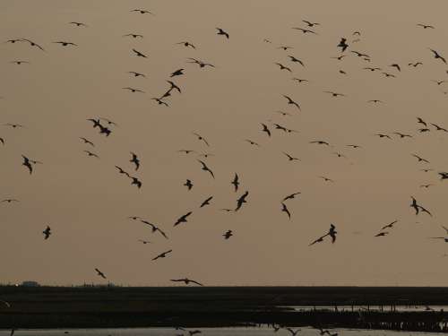 Evening Sky Flock Of Birds Atmospheric Sky Swarm