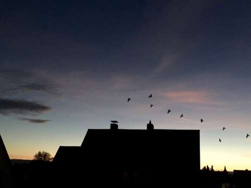 Evening Sky Houses Birds Bird Flight Chimney Roofs