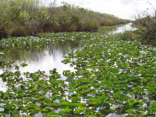 Everglades Florida Swamp Nature Wilderness Green