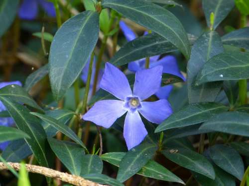 Evergreen Small Periwinkle Blossom Bloom Flower