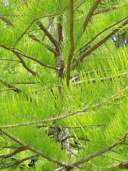 Evergreen Tree Green Natural Plant Conifer