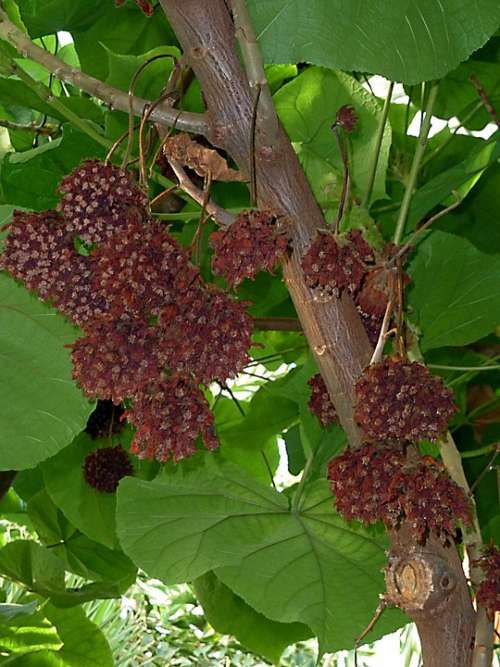 Exotic Tree Fruit Tropical Nature Plant