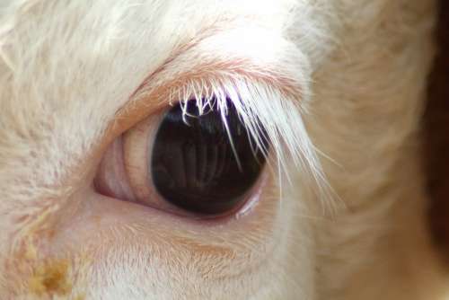Eye Kuhauge Eyelashes White Eyelashes Animal Eyes