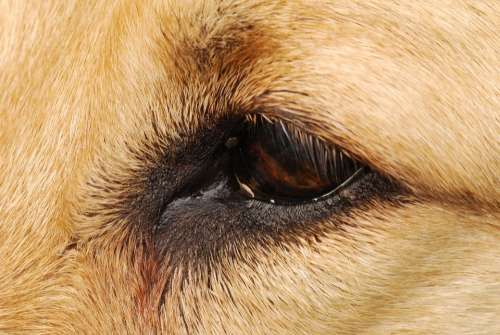 Eye Dog Face Close Up Brown Portrait