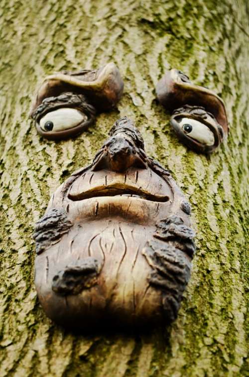 Face Tree Trunk Wood Wooden Nature Art Macro