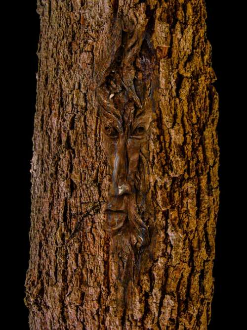 Face Log Tree Bark