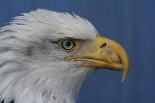Face Leucocephalus Haliaeetus Bald Eagle Birds