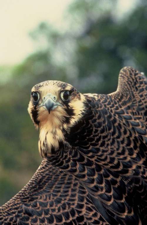 Face Head Bird Falcon Peregrine Falcons Hawks