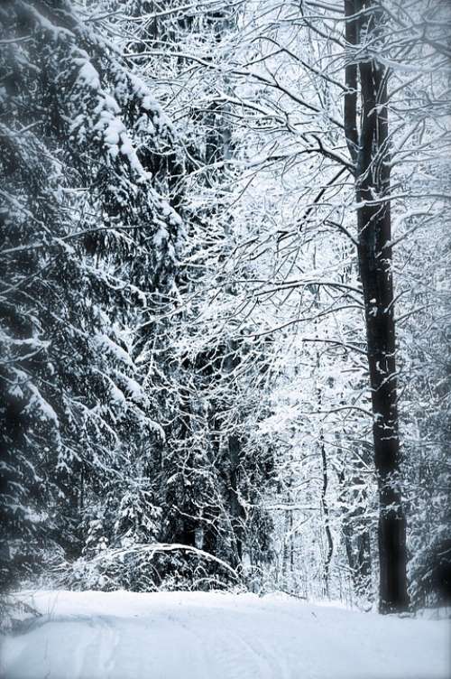 Fairytale Forest Snow Winter Trees Tree Cold