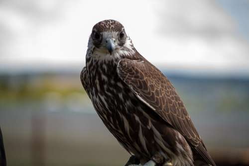 Falcon Wanderflake Raptor Falkner