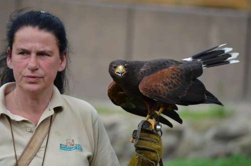 Falcon Raptor Falkner Birds Of Prey Show