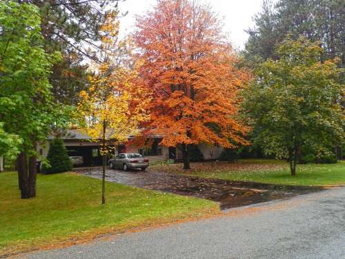 Fall Front Yard Orange Yellow Foliage Leaves