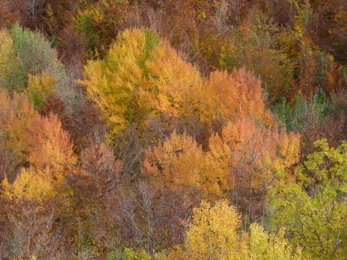 Fall Foliage Nature Color Forest Colorful Shades