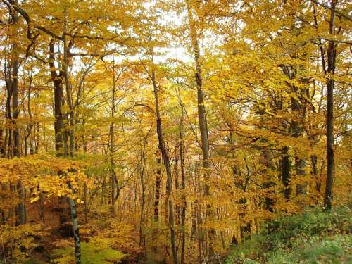 Fall Tree Leaves