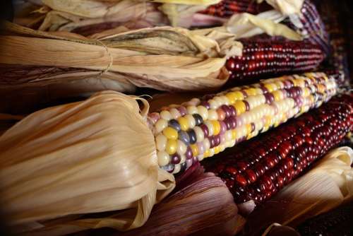 Fall Harvest Indian Corn Corn Dried Corn Crop