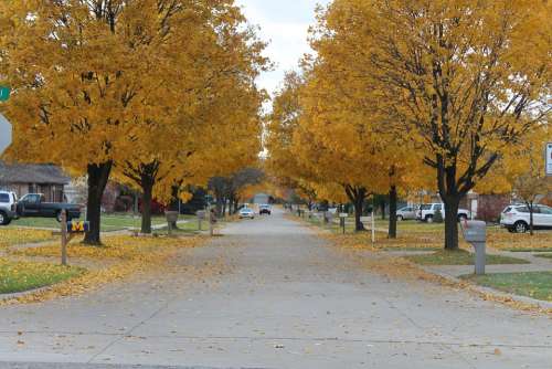 Fall Leaves Street Tree Fall Colors Fall Leaves