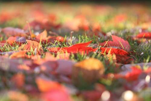 Fall Autumn Leaves Leaf Yellow Orange Green