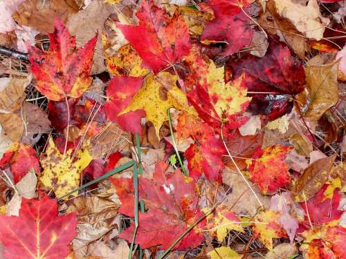 Fall Leaves Moist Autumn Season Orange Red Leaf