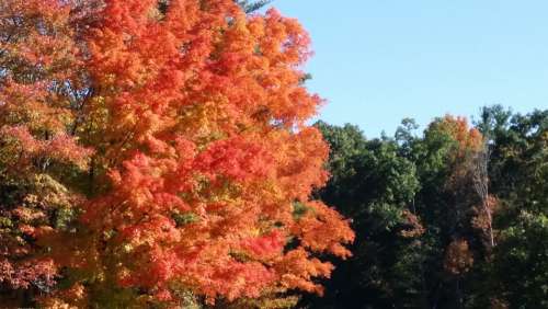 Fall Tree Orange Outdoor Autumn Colorful Natural