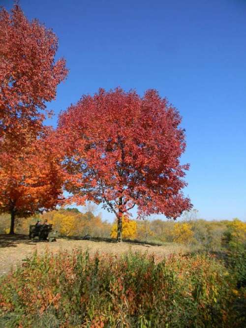 Fall Foliage Usa Autumn Leaves America Trees Tree