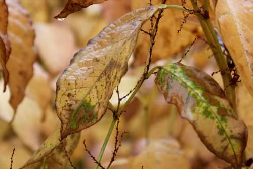 Fall Autumn Leaf Brown Green Yellow Dying