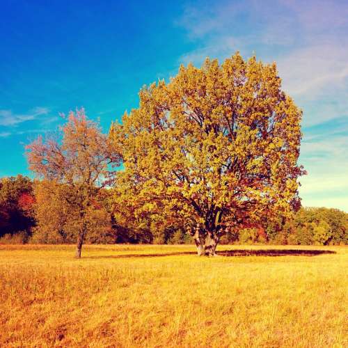 Fall Autumn Tree Golden Autumn Colorful Nature