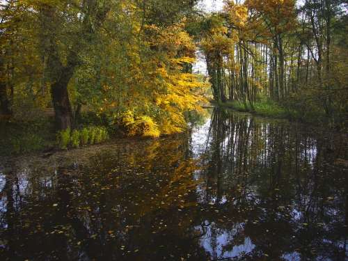 Fall Foliage Pond Sunlight Autumn Colours Mirroring