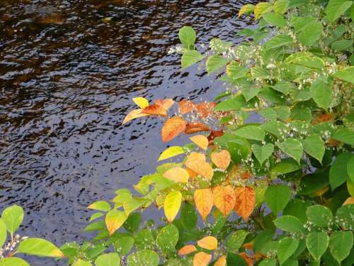 Fall Leaves Autumn Leaves Plant Colorful Leaf