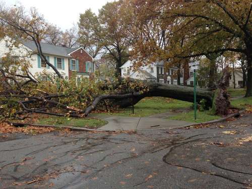 Fallen Tree Sandy Hurricane Hurricane Sandy Damage