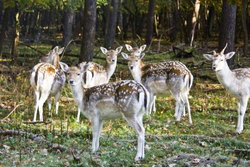 Fallow Deer Hirsch Wild Flock Autumn Forest Horns