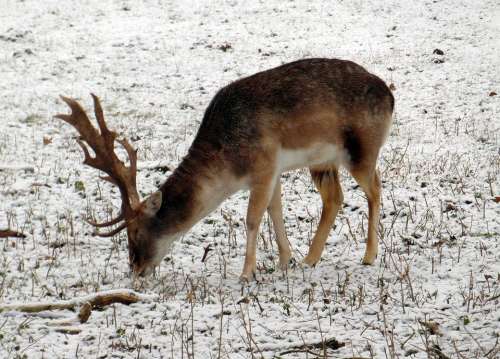 Fallow Deer Winter Fur Stains Antler Scoop Graze