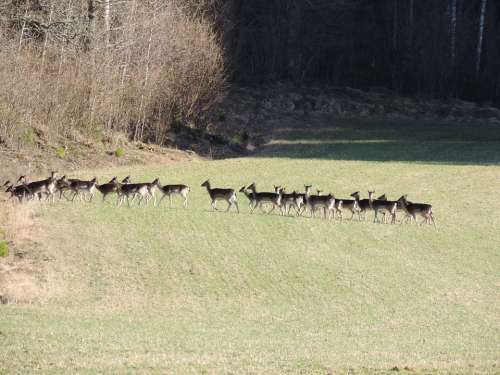 Fallow Deer Flock Nature